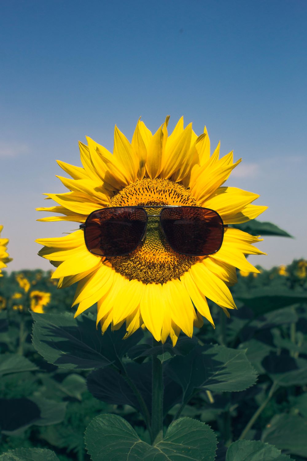 Fertility - are you playing Russian roulette? sunflower with sunglasses, male fertility. playing russian roulette