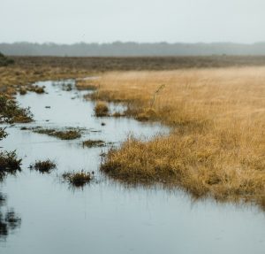 Swamp Kidney Yang Deficency 300x287