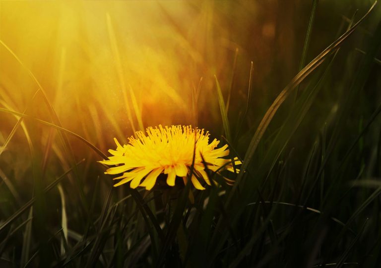 dandelion flower